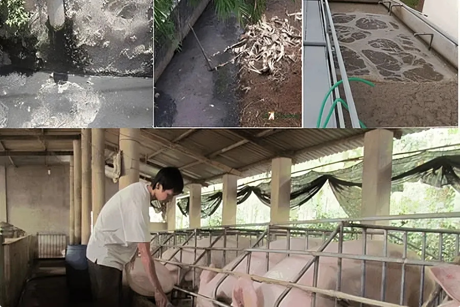 Hệ thống xử lý nước thải chăn nuôi hiệu quả cao