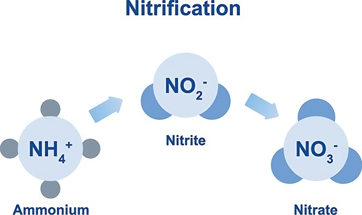 Nitơ