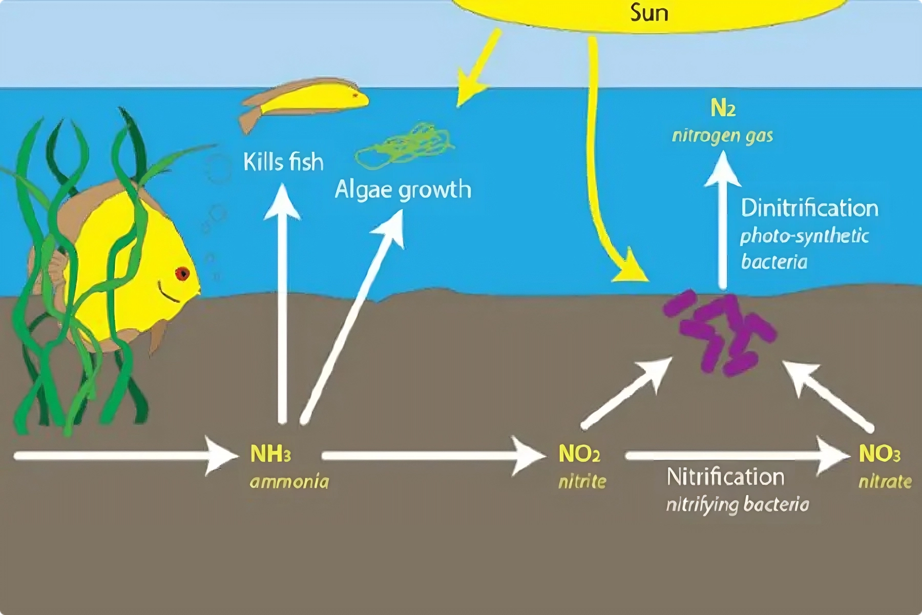 nitơ