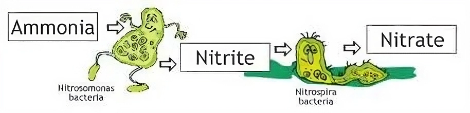 nitơ