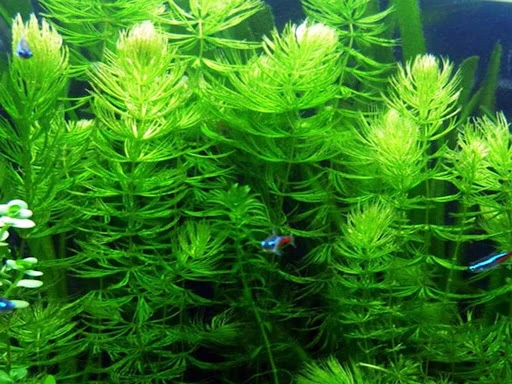 Phương pháp xử lý nước thải bằng thực vật thủy sinh