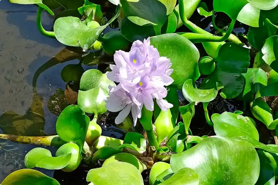 Phương pháp xử lý nước thải bằng lục bình hiệu quả, đơn giản