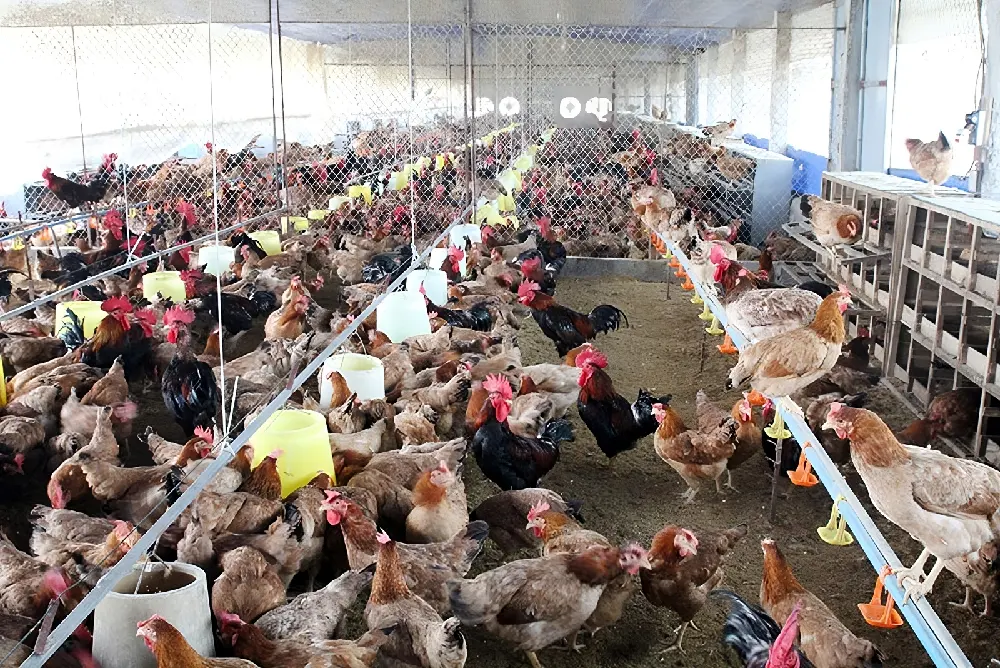Quy trình công nghệ xử lý nước thải chăn nuôi gà