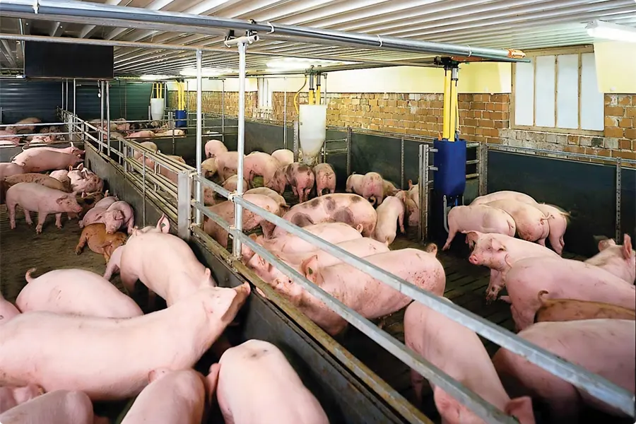 Xử lý nước thải chăn nuôi heo sau Biogas hiệu quả